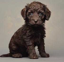 Mini Labradoodle Puppies For Sale - Pilesgrove Pups